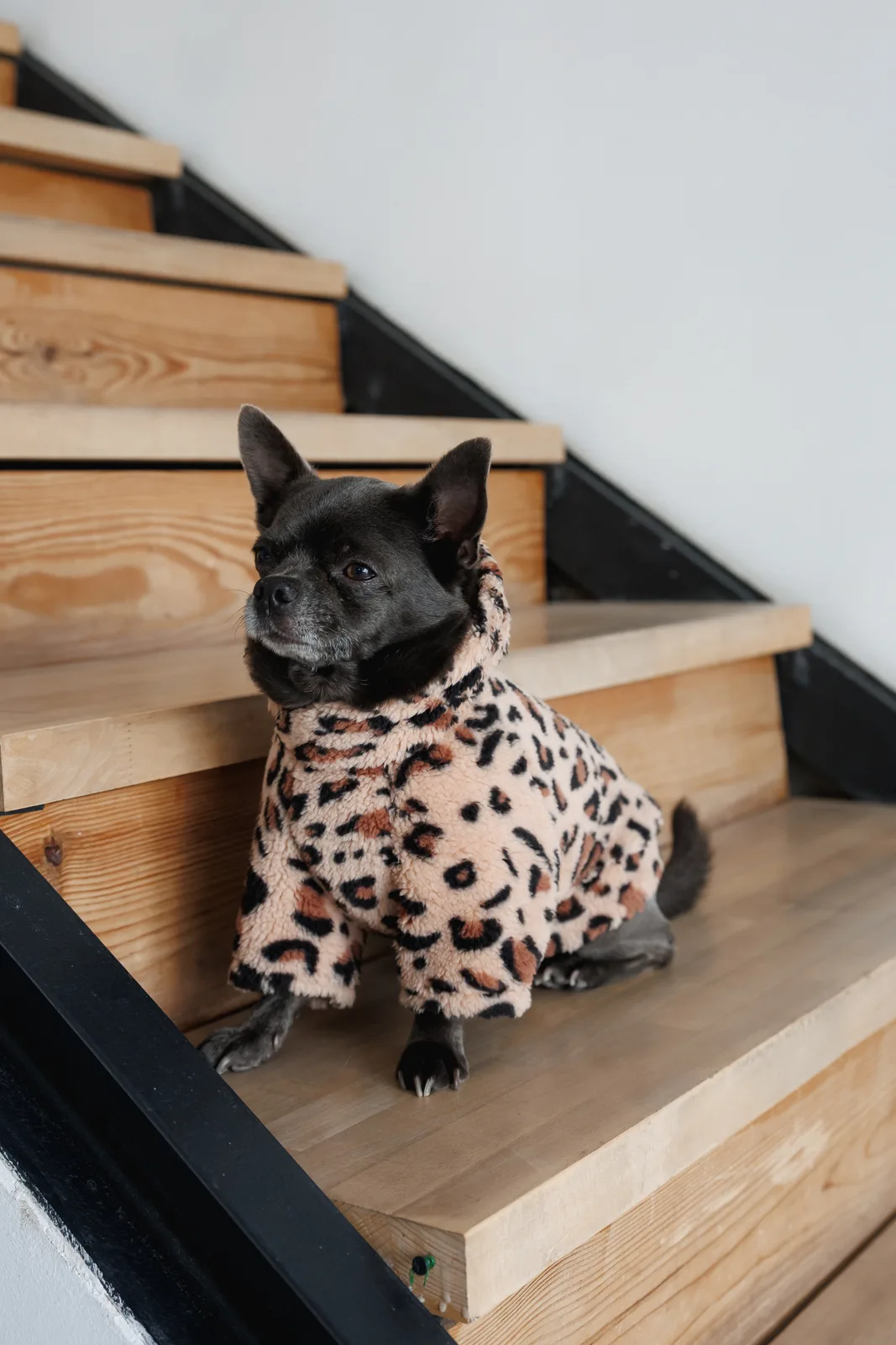 Толстовка Pet Fashion Push для собак S2 — фото 4