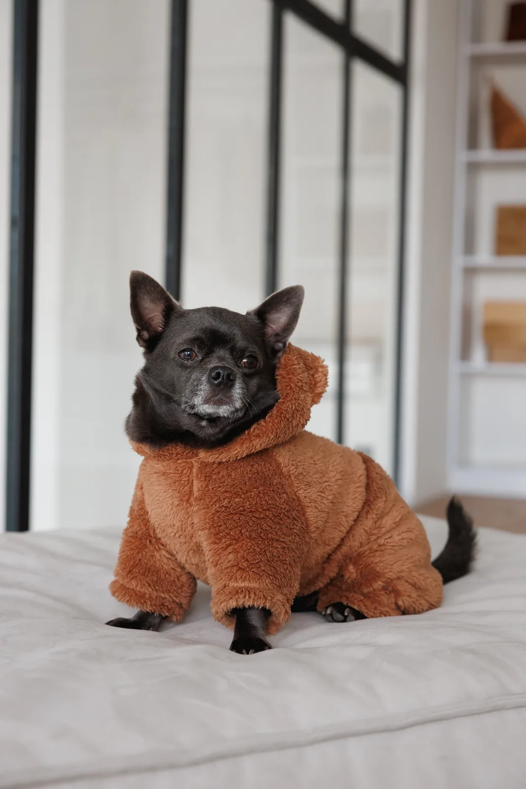Костюм Pet Fashion Balu для собак S — фото 5