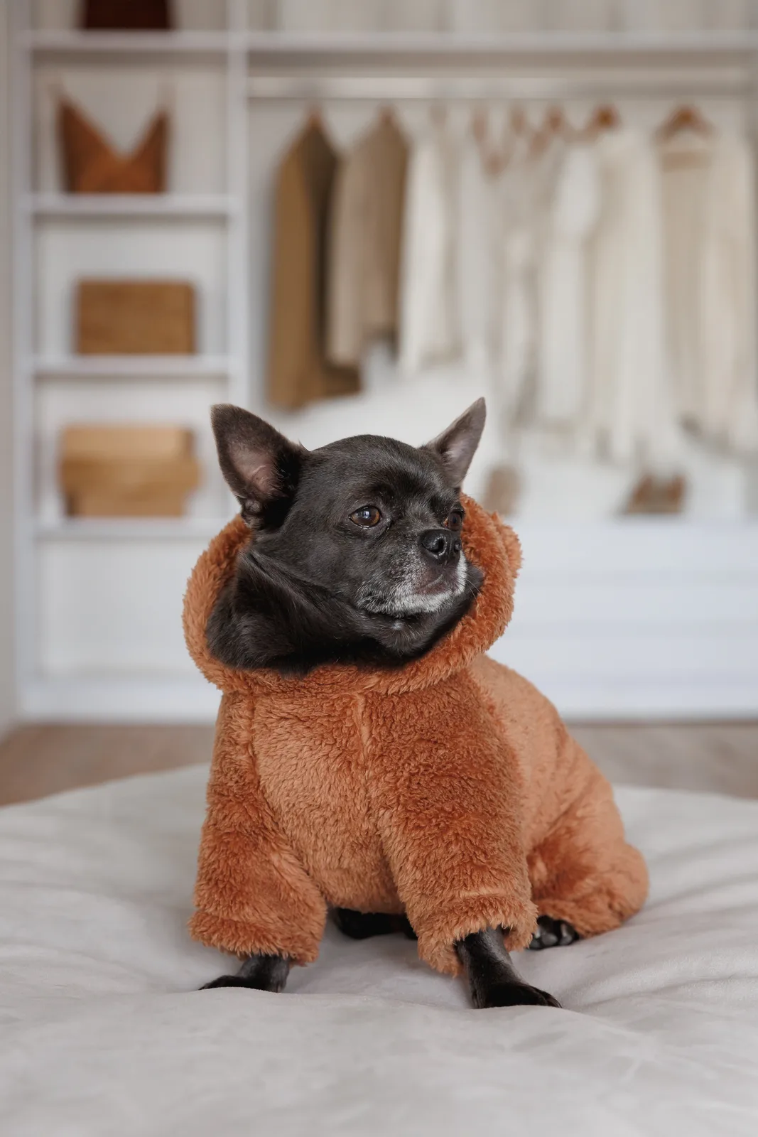Костюм Pet Fashion Balu для собак S — фото 6