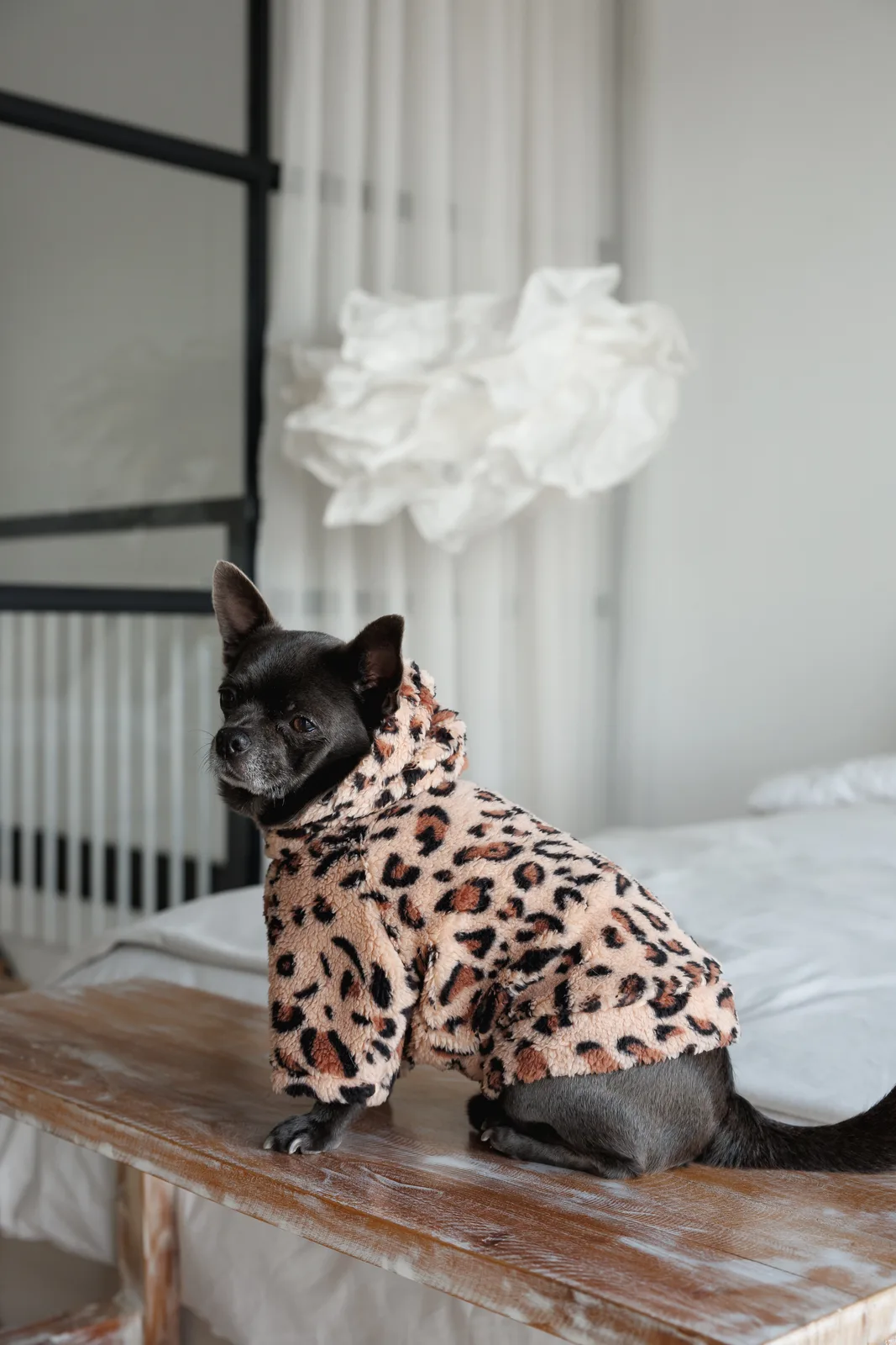 Толстовка Pet Fashion Push для собак S2 — фото 6
