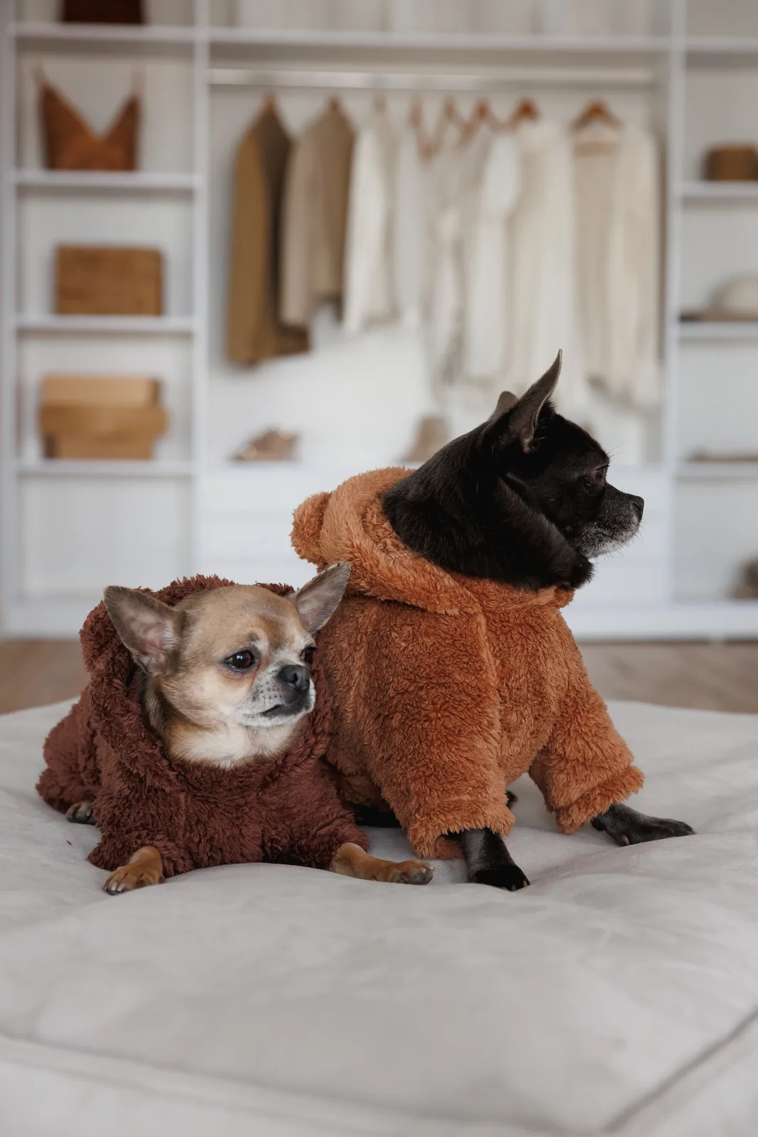 Костюм Pet Fashion Balu для собак S — фото 7