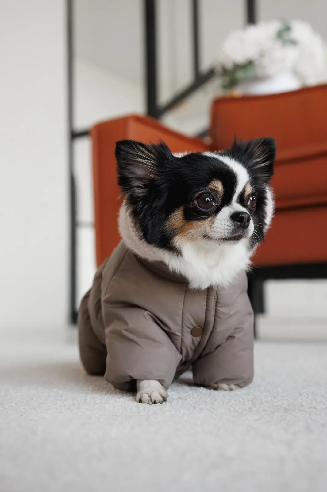 Комбінезон Pet Fashion Flora для собак дівчинка M — фото 6