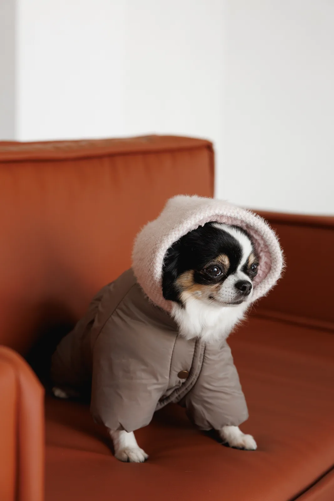 Комбінезон Pet Fashion Flora для собак дівчинка M — фото 7