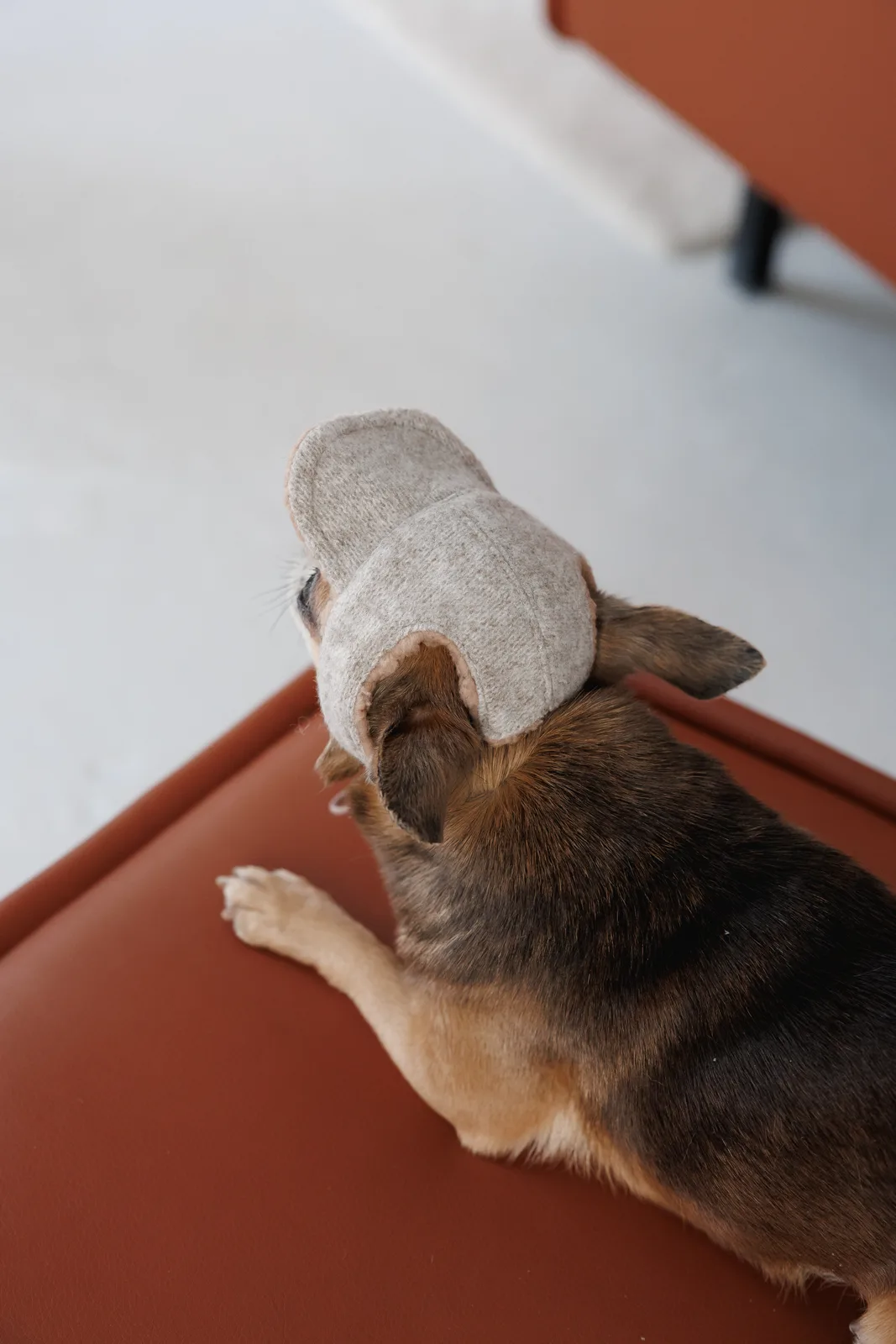 Кепка Pet Fashion Lelik для собак L — фото 4