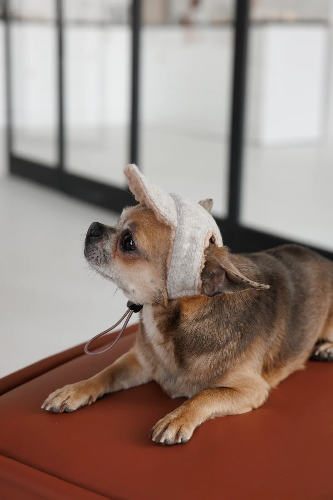 Кепка Pet Fashion Lelik для собак L — фото 5