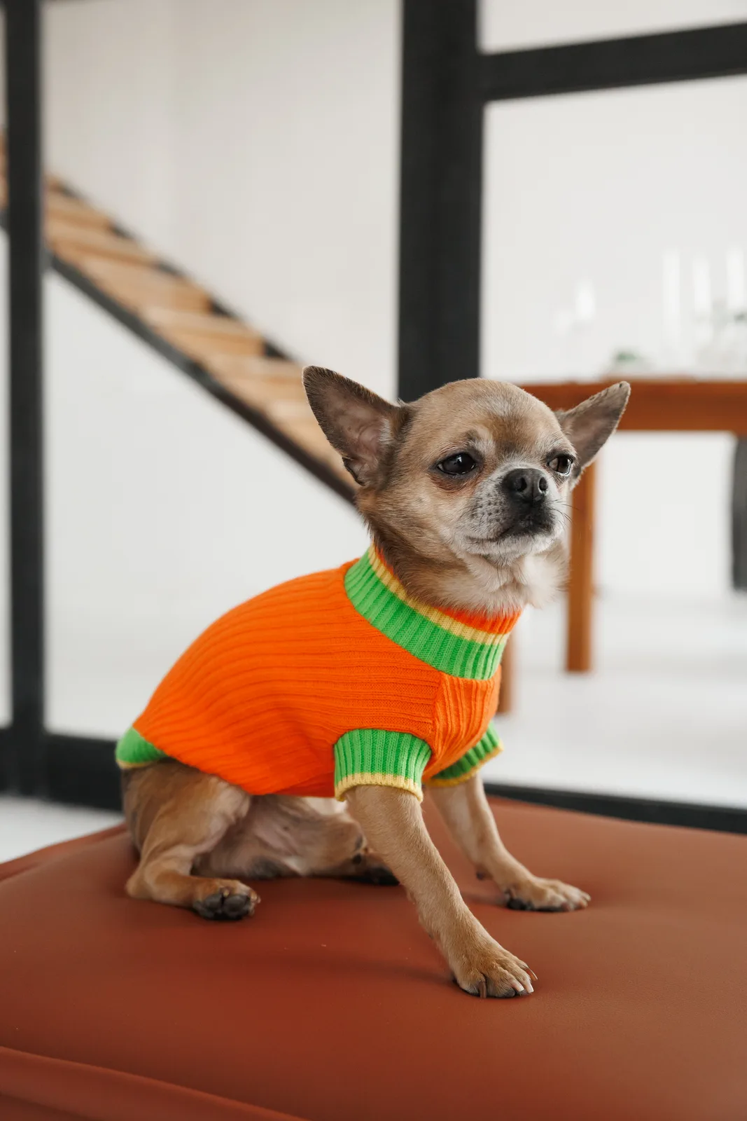 Светр Pet Fashion Rob для собак XS2 помаранчевий — фото 3