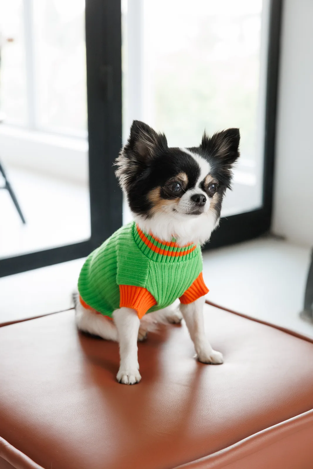 Светр Pet Fashion Rob для собак XS зелений — фото 3