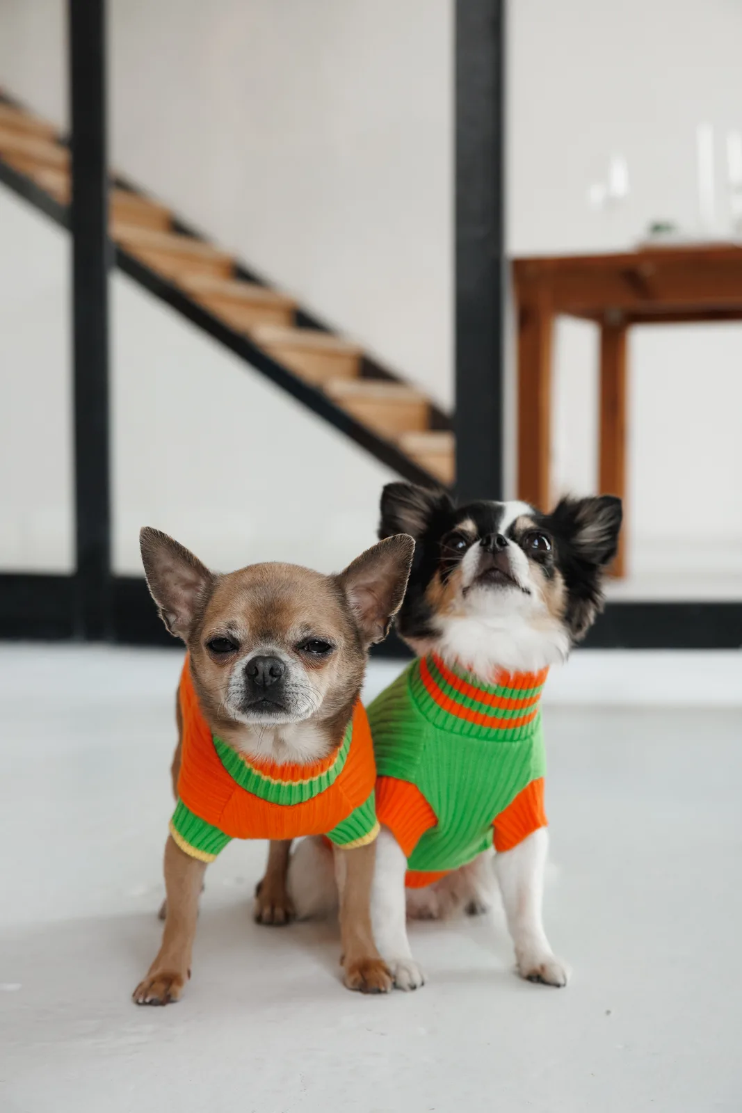 Светр Pet Fashion Rob для собак XS зелений — фото 4