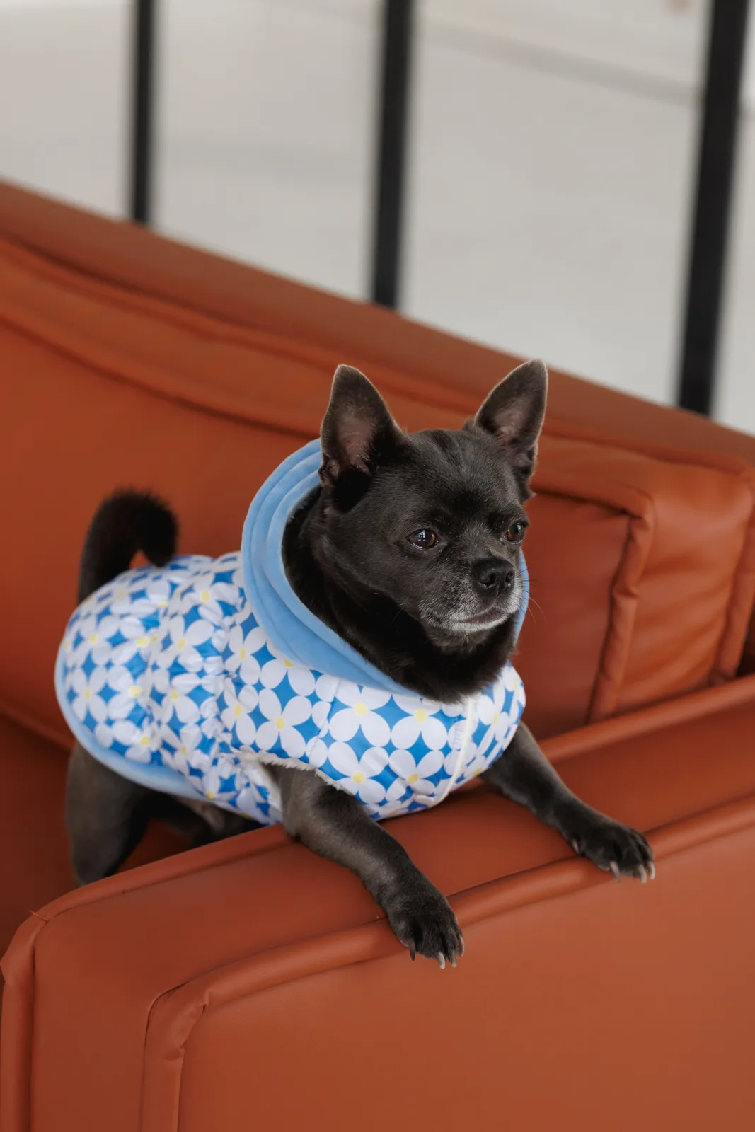 Жилет Pet Fashion Fiesta для собак M — фото 6