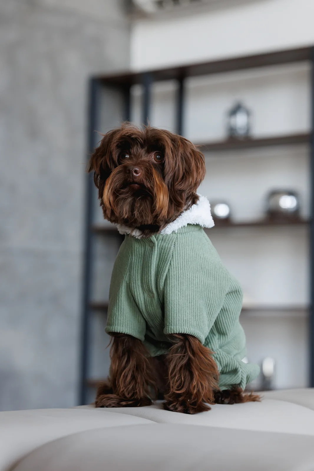 Комбінезон Pet Fashion Kiwi для собак XS — фото 6