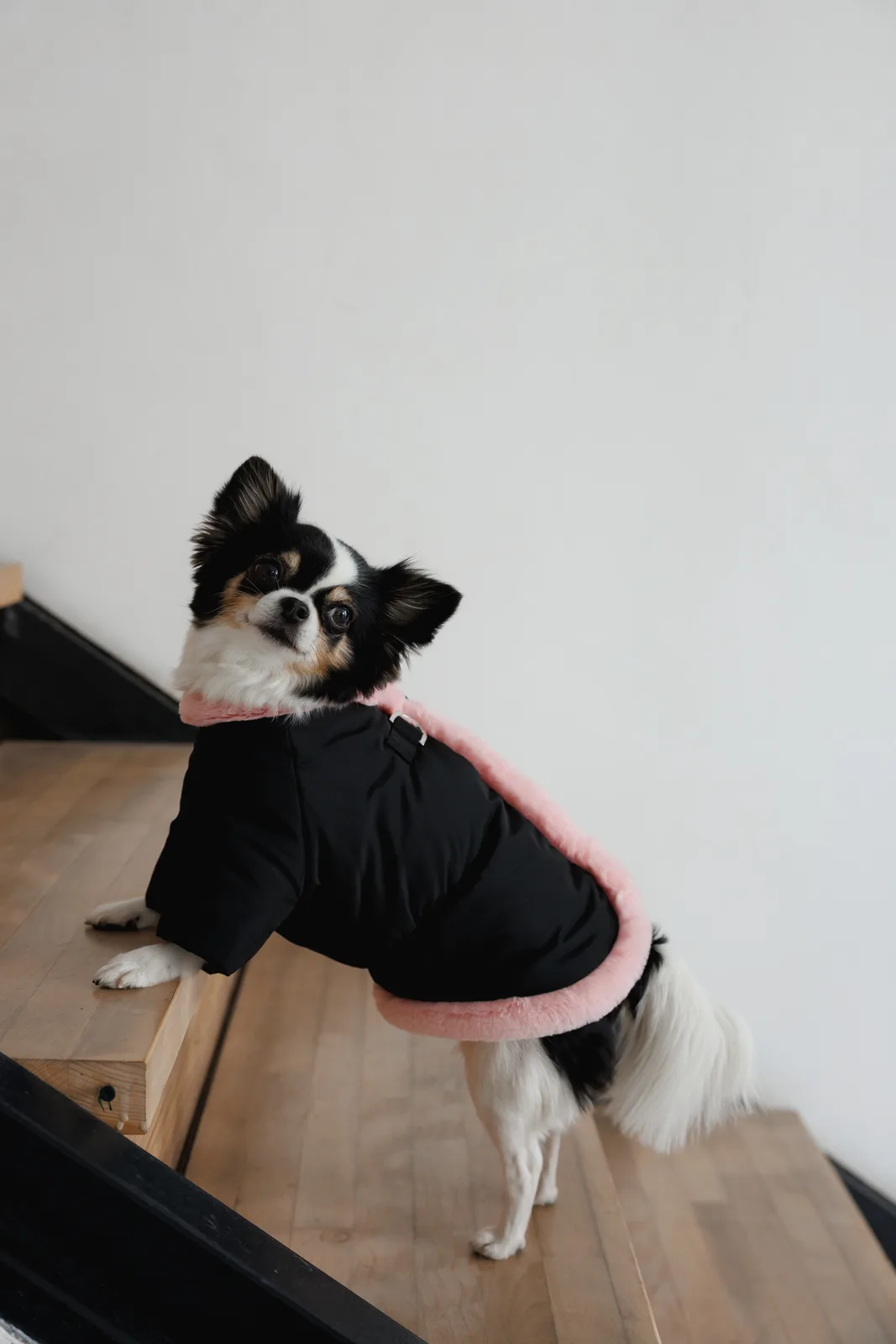 Куртка Pet Fashion Mery для собак чорний/рожевий XXS — фото 9