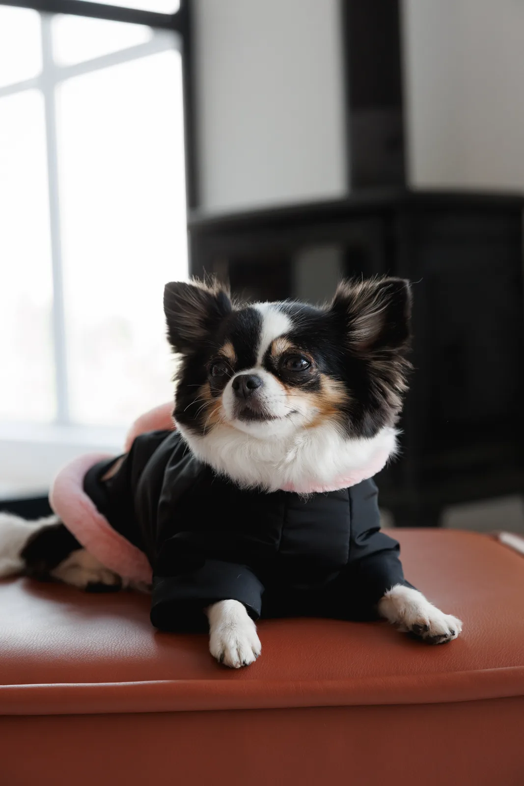 Куртка Pet Fashion Mery для собак чорний/рожевий XXS — фото 10